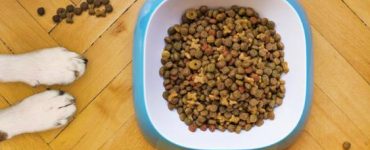 Alimentación para perros y gatos