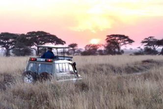 safari
