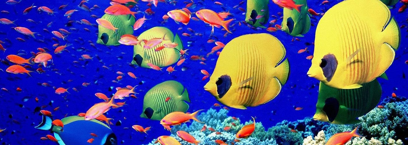 Explorando el fascinante ecosistema acuático del noreste de México