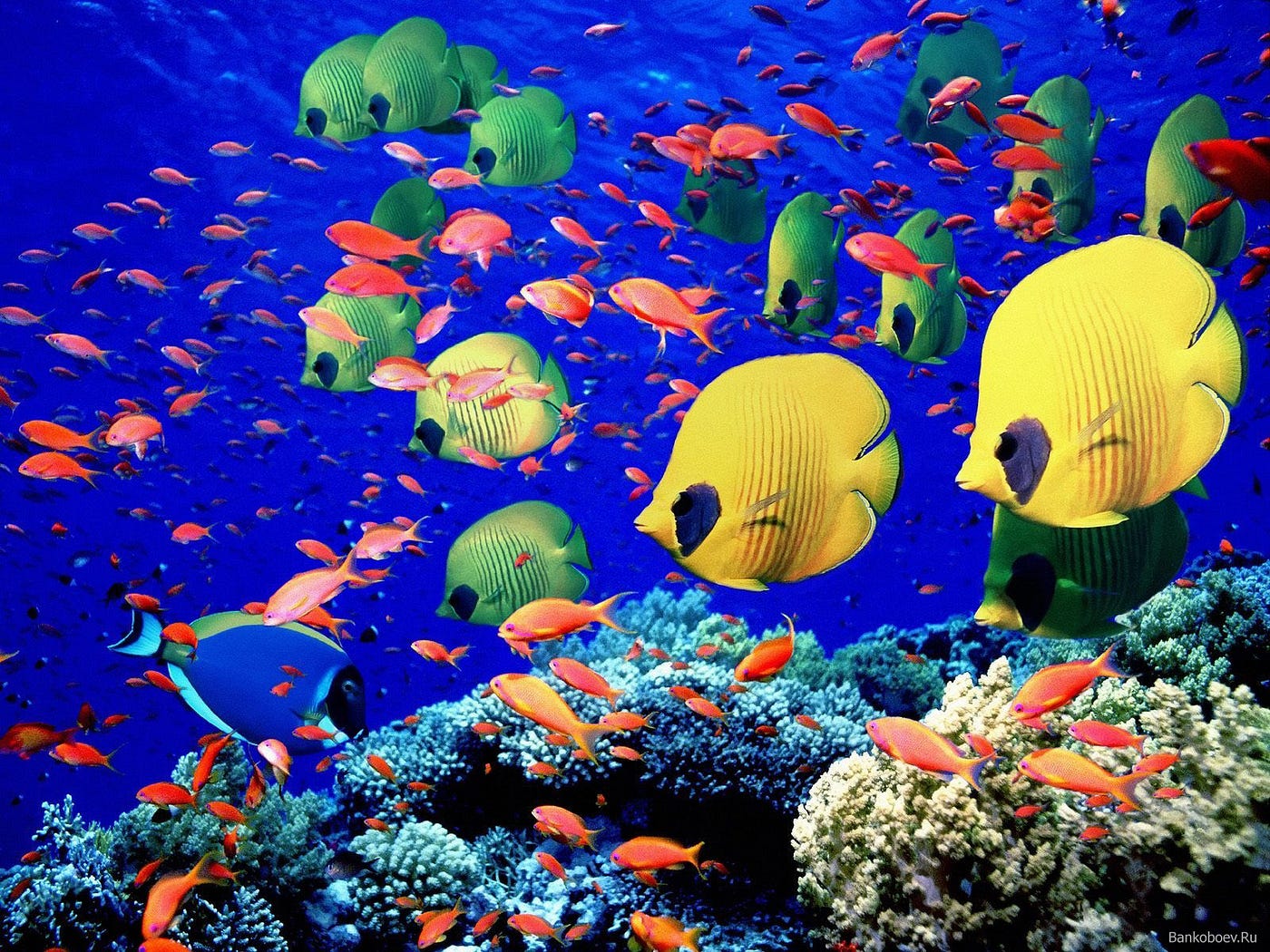 Explorando el fascinante ecosistema acuático del noreste de México