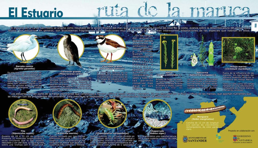 La fascinante fauna del estuario: Conoce a los habitantes más