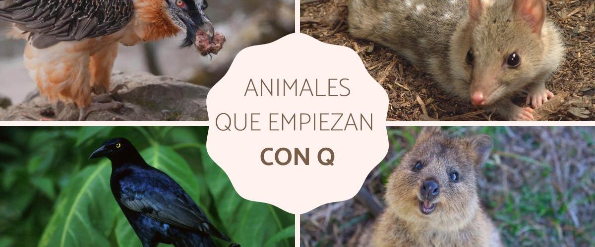 Las 10 Criaturas M s Fascinantes Que Empiezan Con La Letra Q En Las 10 Criaturas M s Fascinantes Que Empiezan Con La Letra Q En