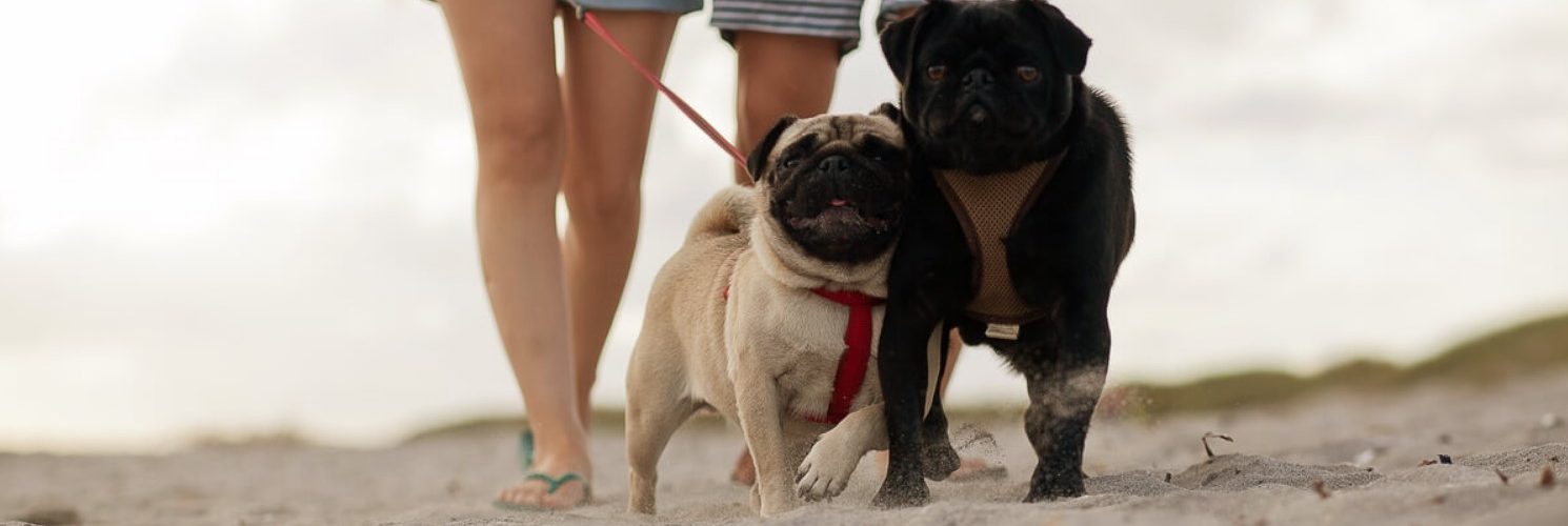 hoteles pet friendly en Puerto Vallarta