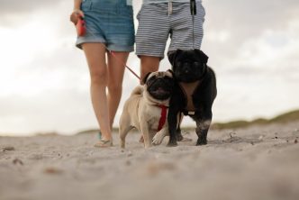 hoteles pet friendly en Puerto Vallarta