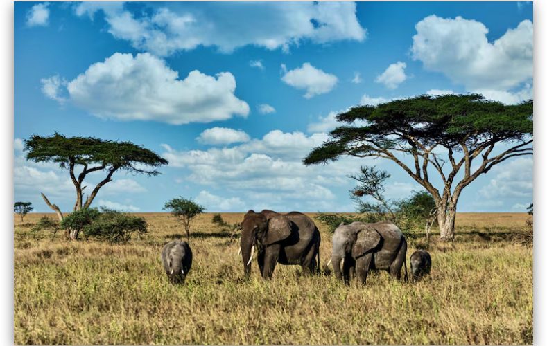 safari de 15 días en Kenia